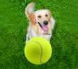 9.5 inch big tennis pet bite toy big inflatable tennis supplies outdoor cricket